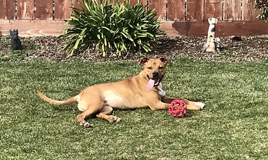 These Stockton-based dogs are up for adoption and in need of a good home