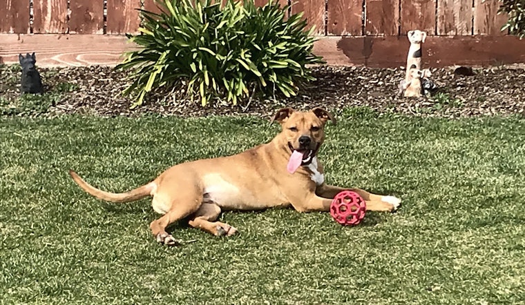 These Stockton-based dogs are up for adoption and in need of a good home