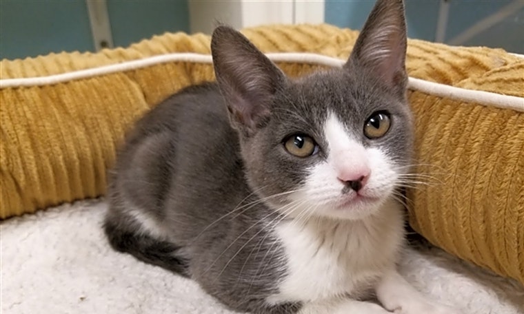 Looking to adopt a pet? Here are 6 lovable kitties to adopt now in Fresno