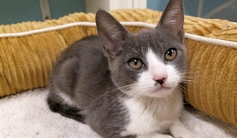 Looking to adopt a pet? Here are 6 lovable kitties to adopt now in Fresno