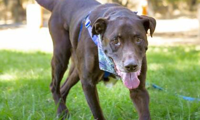 5 cuddly canines to adopt now in Sacramento