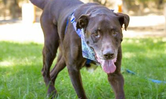 5 cuddly canines to adopt now in Sacramento