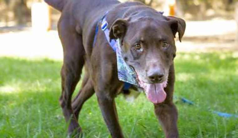5 cuddly canines to adopt now in Sacramento