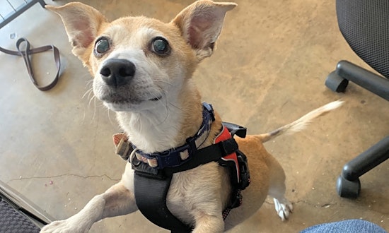Looking to adopt a pet? Here are 5 cuddly canines to adopt now in Riverside