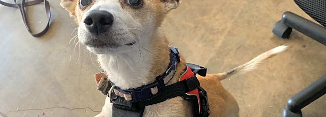 Looking to adopt a pet? Here are 5 cuddly canines to adopt now in Riverside