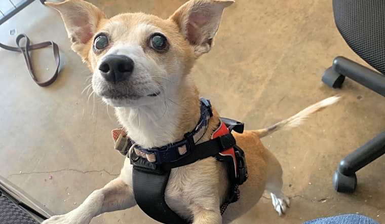 Looking to adopt a pet? Here are 5 cuddly canines to adopt now in Riverside