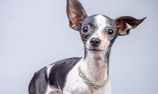 These Plano-based canines are up for adoption and in need of good homes