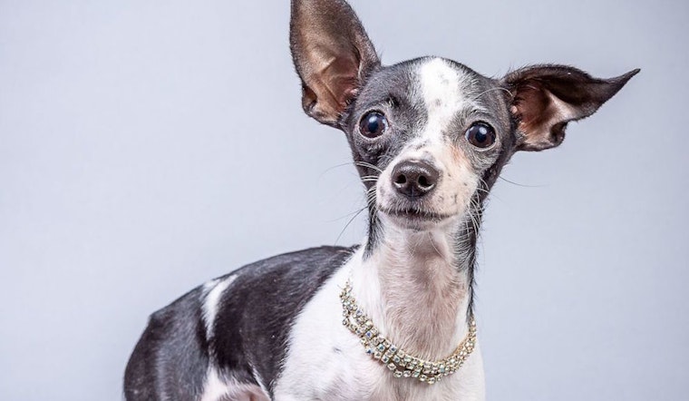 These Plano-based canines are up for adoption and in need of good homes