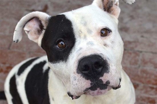 These Santa Ana-based canines are up for adoption and in need of a good home