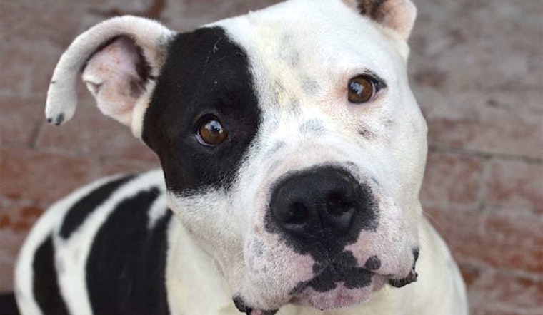 These Santa Ana-based canines are up for adoption and in need of a good home