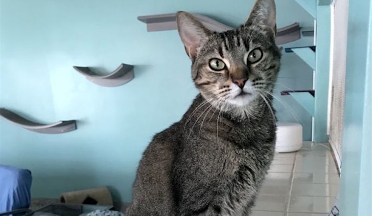 These Bakersfield-based felines are up for adoption and in need of a good home