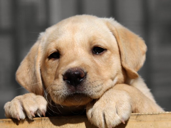 Wonder Dog Rescue Closing Its (Doggie) Door