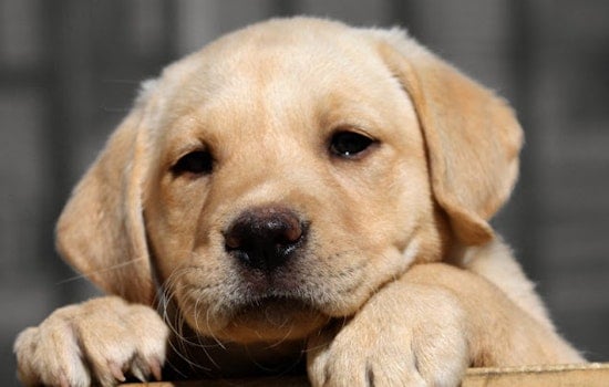Wonder Dog Rescue Closing Its (Doggie) Door