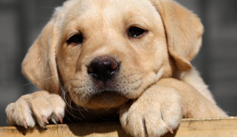 Wonder Dog Rescue Closing Its (Doggie) Door