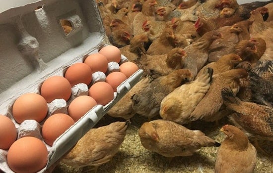 Supervisors OK City's 1st Halal Slaughterhouse For Bayview