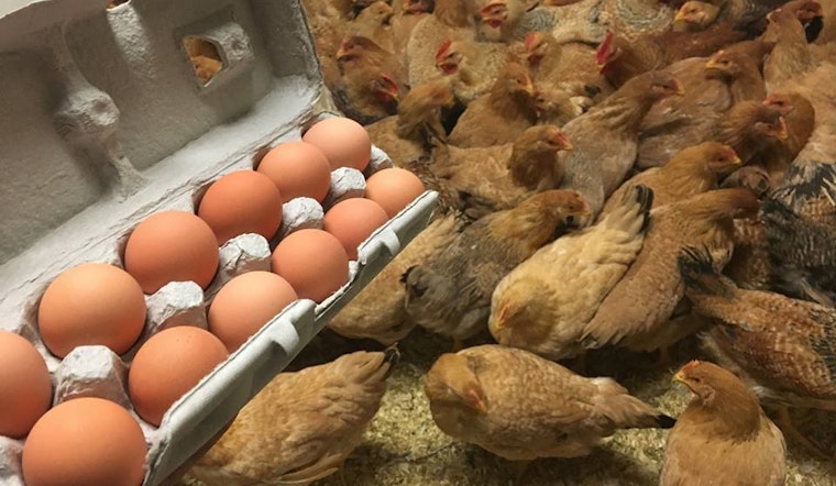 Supervisors OK City's 1st Halal Slaughterhouse For Bayview