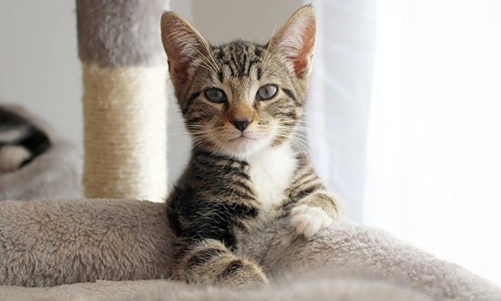 Looking to adopt a pet? Here are 4 cuddly kittens to adopt now in Philadelphia