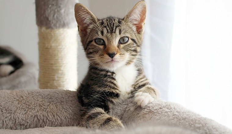 Looking to adopt a pet? Here are 4 cuddly kittens to adopt now in Philadelphia