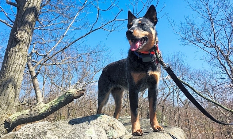 5 lovable pups to adopt now in Boston