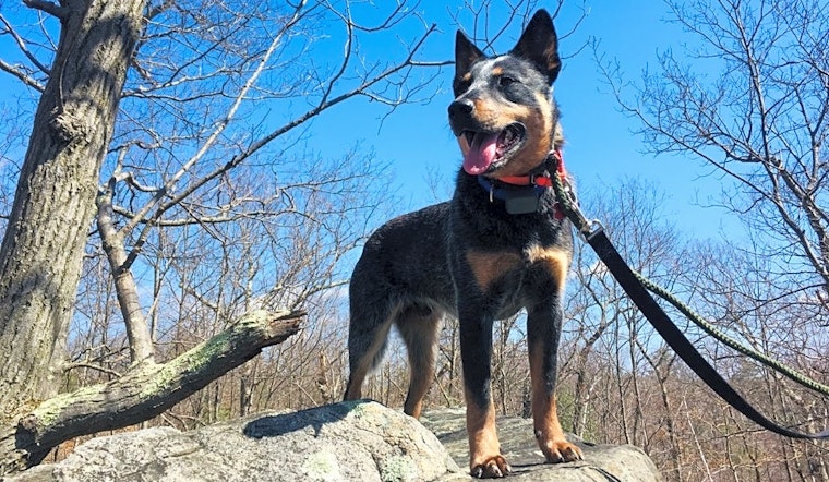 5 lovable pups to adopt now in Boston