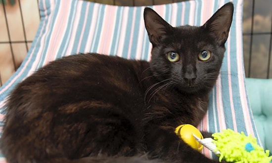 Looking to adopt a pet? Here are 6 fluffy felines to adopt now in New York City