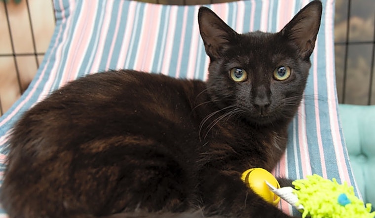 Looking to adopt a pet? Here are 6 fluffy felines to adopt now in New York City