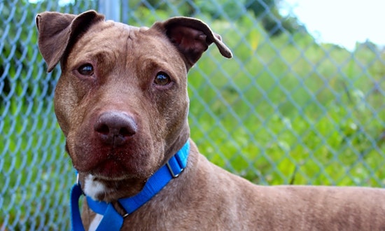 These Jersey City-based dogs are up for adoption and in need of good homes