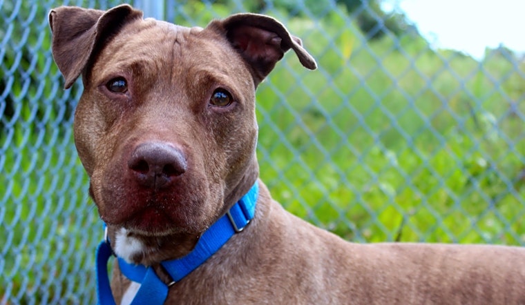 These Jersey City-based dogs are up for adoption and in need of good homes