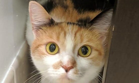 Looking to adopt a pet? Here are 5 cool kitties to adopt now in Pittsburgh
