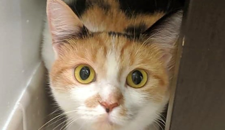 Looking to adopt a pet? Here are 5 cool kitties to adopt now in Pittsburgh