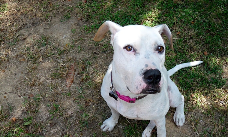 These Baltimore-based canines are up for adoption and in need of a good home