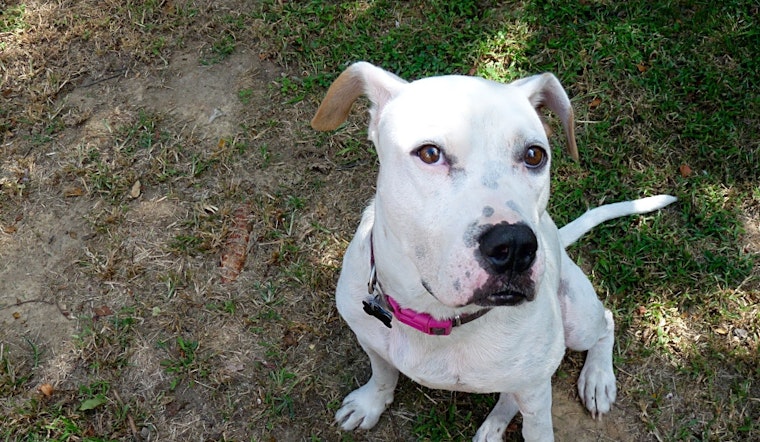 These Baltimore-based canines are up for adoption and in need of a good home