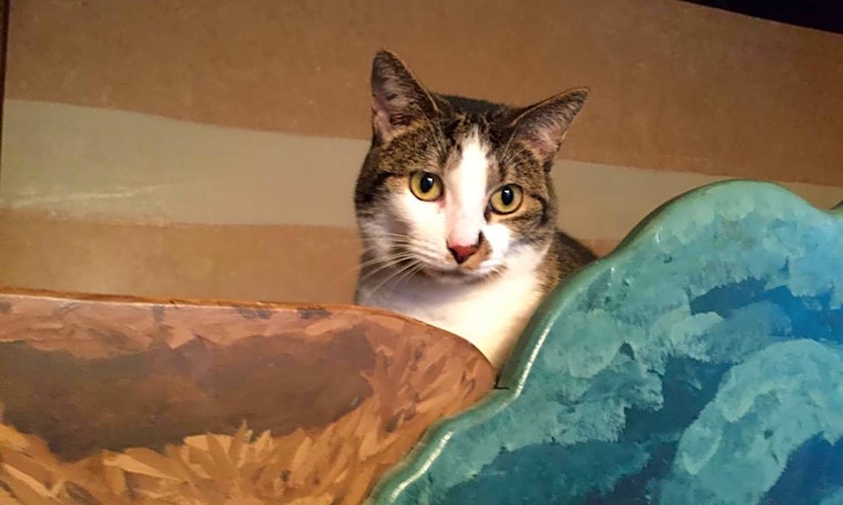 Want to adopt a pet? Here are 7 cute kitties to adopt now in Columbus
