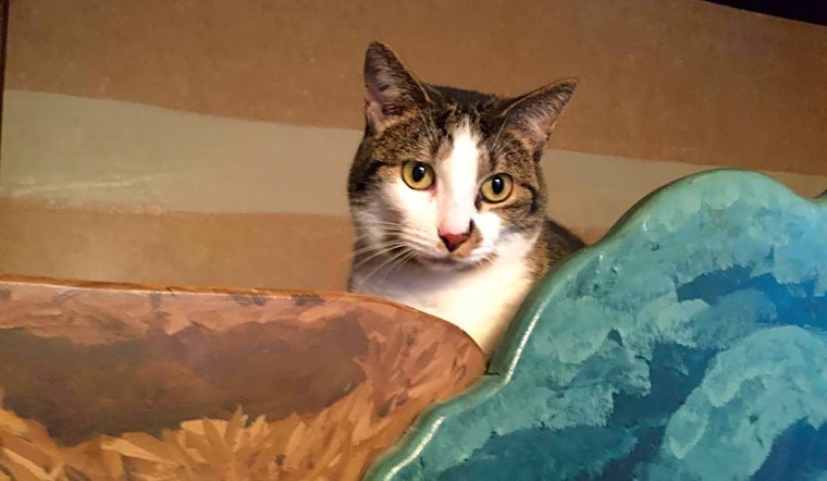 Want to adopt a pet? Here are 7 cute kitties to adopt now in Columbus