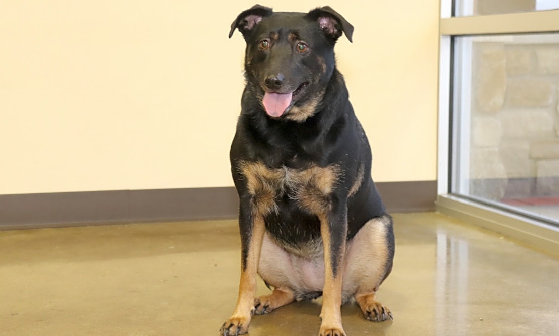 Looking to adopt a pet? Here are 6 delightful doggies to adopt now in Louisville