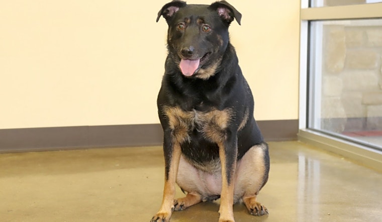 Looking to adopt a pet? Here are 6 delightful doggies to adopt now in Louisville