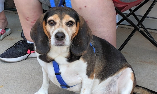 These Lexington-based canines are up for adoption and in need of a good home
