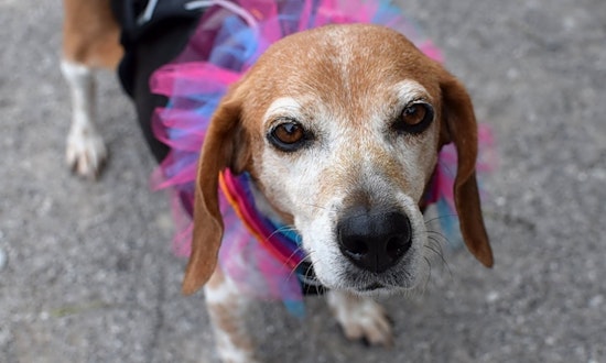 7 lovable pups to adopt now in Cincinnati