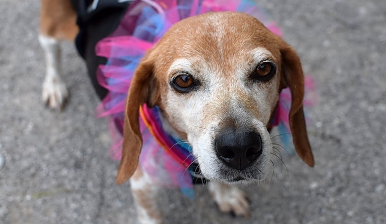 7 lovable pups to adopt now in Cincinnati