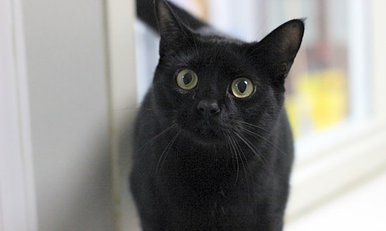 Want to adopt a pet? Here are 6 lovable kitties to adopt now in Raleigh