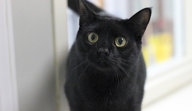 Want to adopt a pet? Here are 6 lovable kitties to adopt now in Raleigh