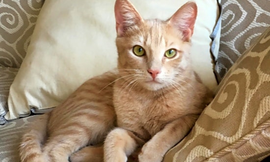 5 furry felines to adopt now in Durham