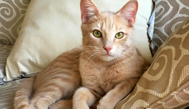 5 furry felines to adopt now in Durham