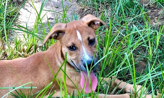 These Charlotte-based puppies are up for adoption and in need of a good home