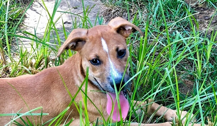 These Charlotte-based puppies are up for adoption and in need of a good home