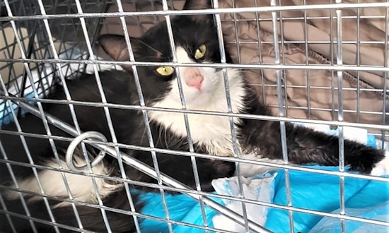 These Atlanta-based kitties are up for adoption and in need of a good home