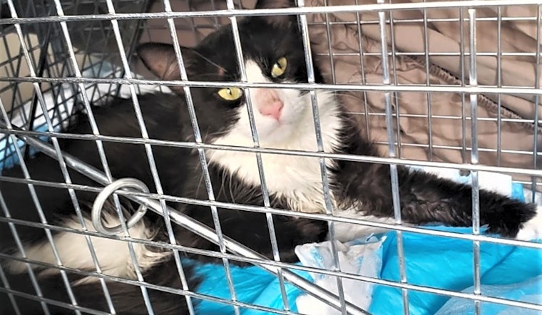 These Atlanta-based kitties are up for adoption and in need of a good home