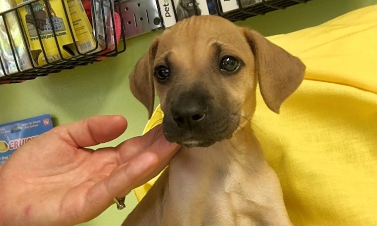 5 adorable pups to adopt now in Jacksonville