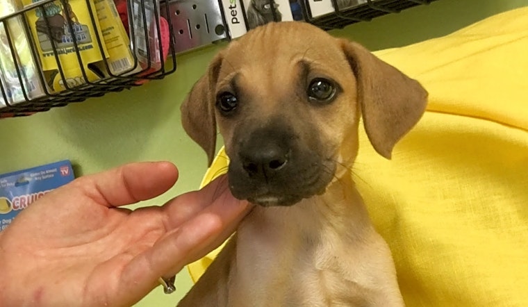5 adorable pups to adopt now in Jacksonville