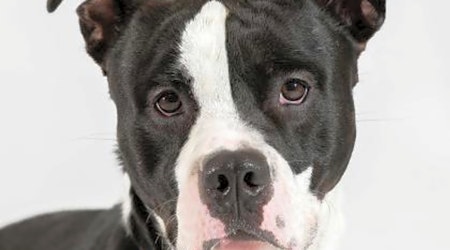 Looking to adopt a pet? Here are 4 delightful doggies to adopt now in Milwaukee